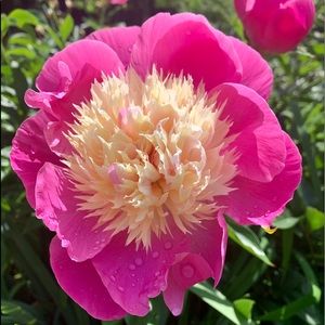 Meet your Posher, Caroline